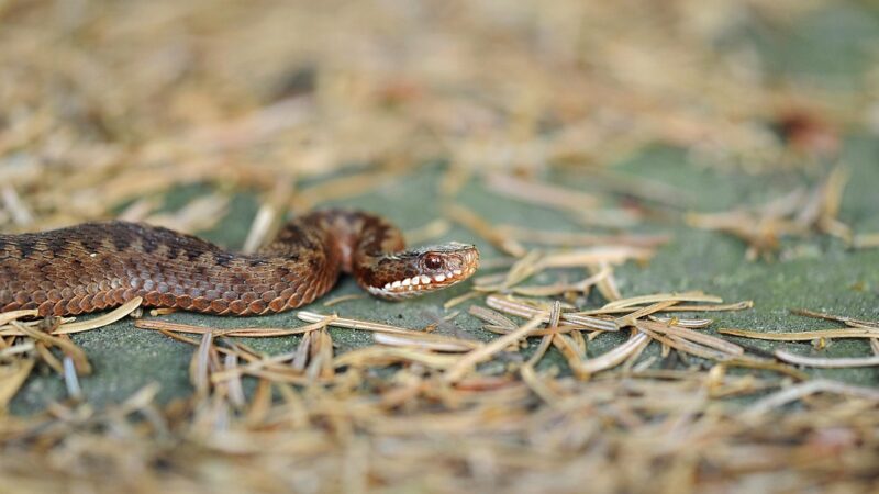 Adders