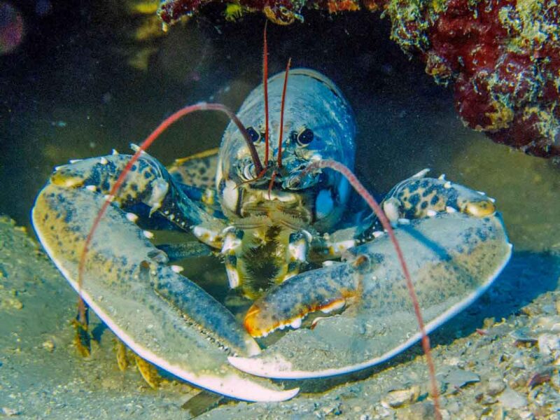 Visit the National Lobster Hatchery, Padstow