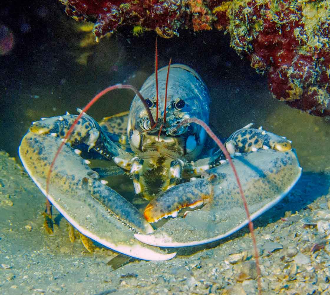 Lobster