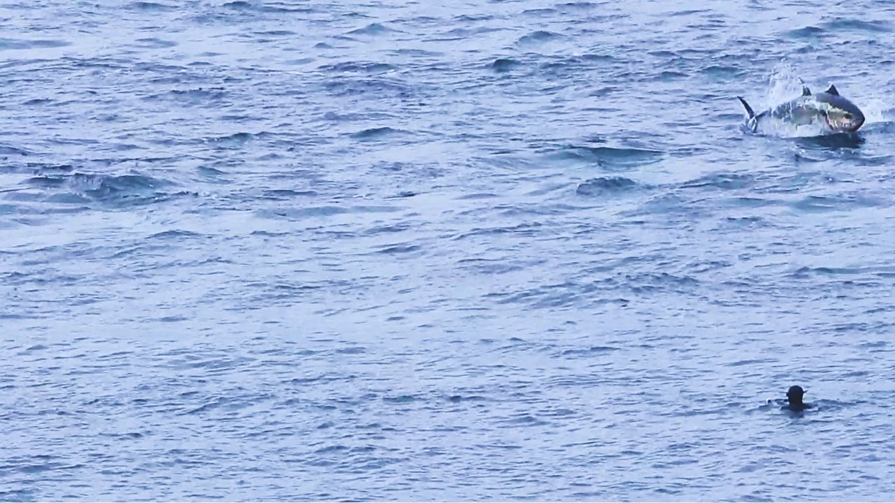 Snorkellers and Tuna