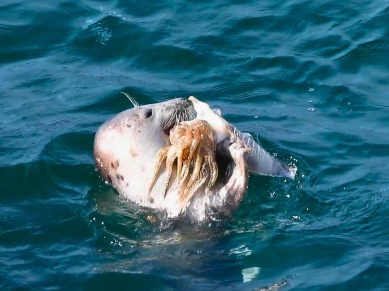 Seal Island and Godrevy Lighthouse Boat Trip