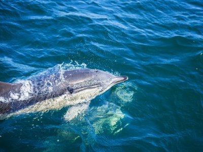Land's End Boat Tour with Wildlife Guides