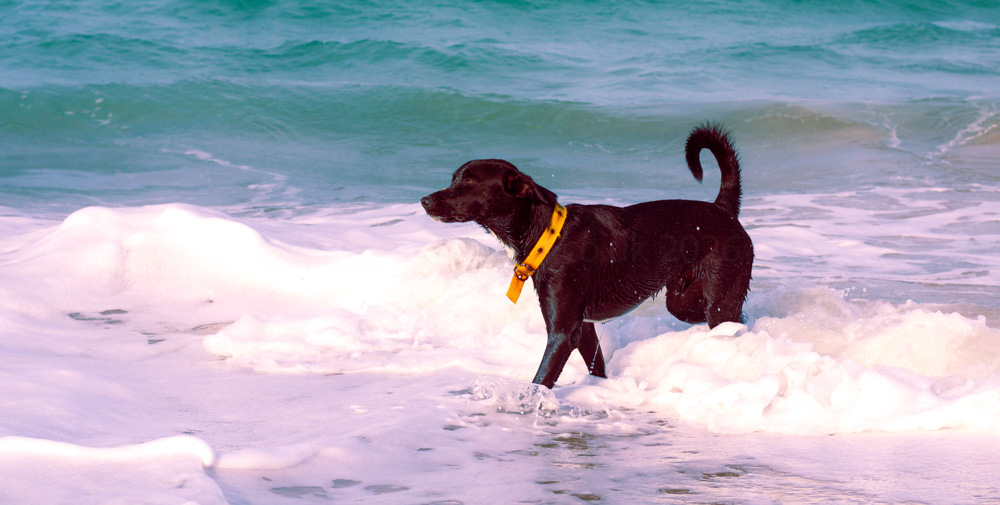 Dog in sea