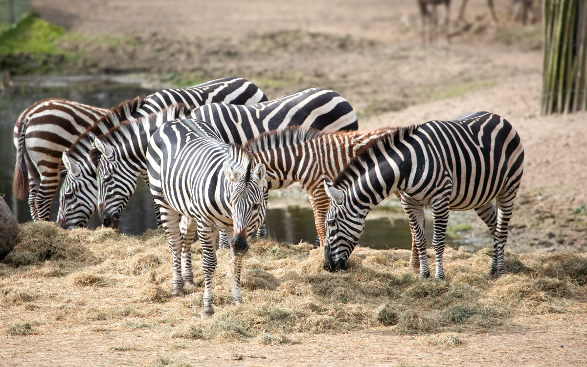 Newquay Zoo Featured