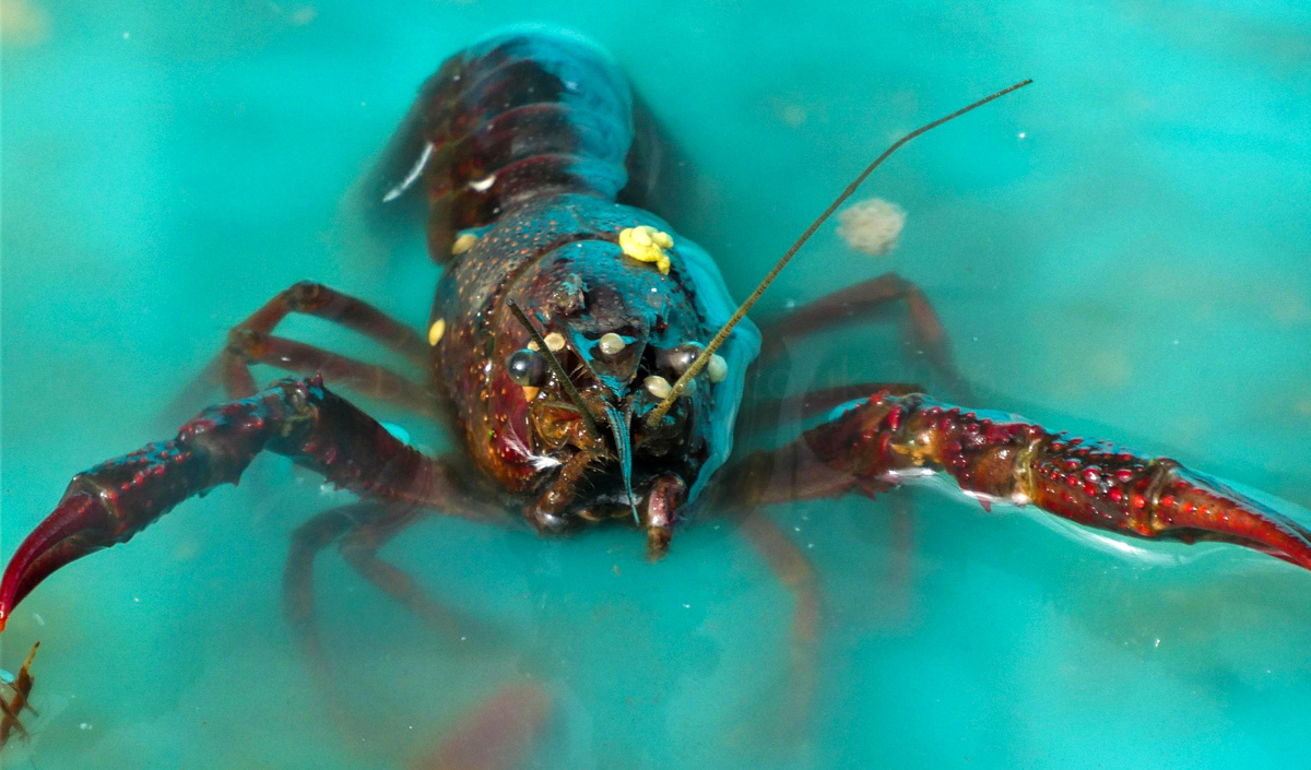 Padstow lobster