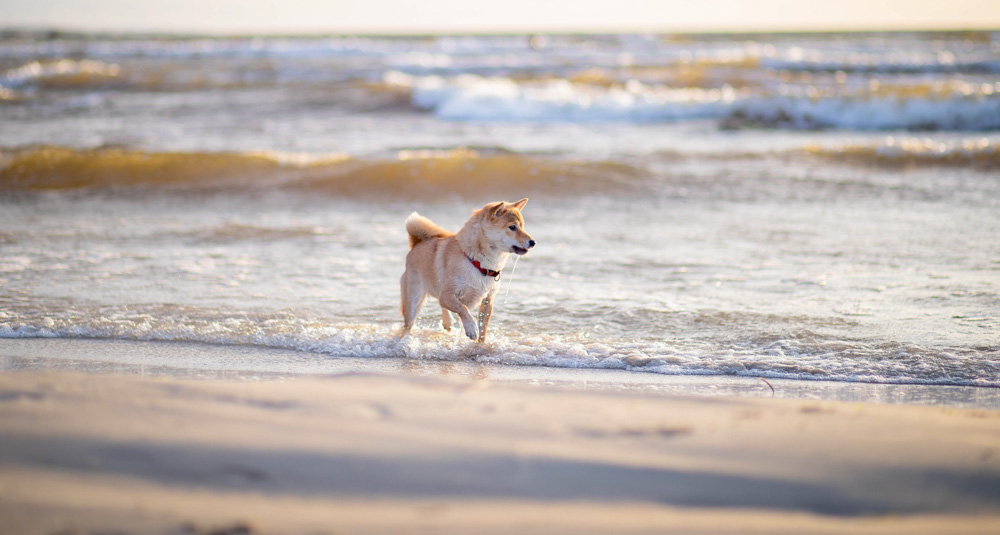 Perranporth Dogs Featured