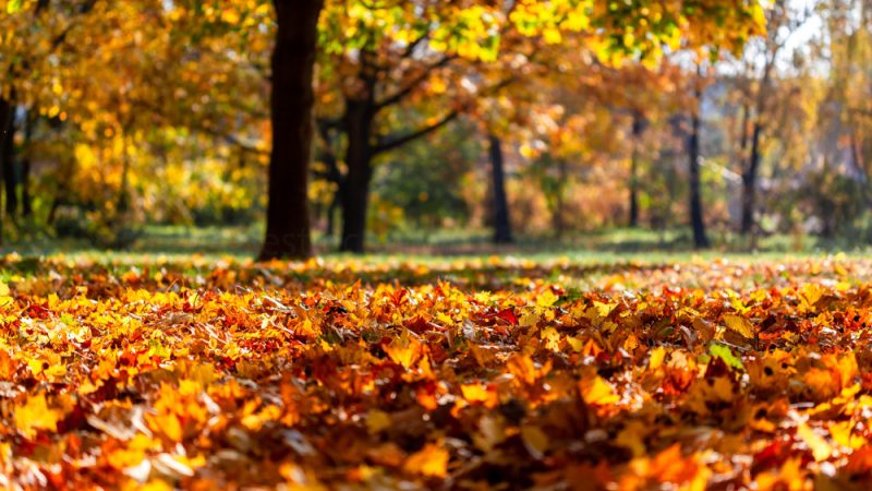 Autumn